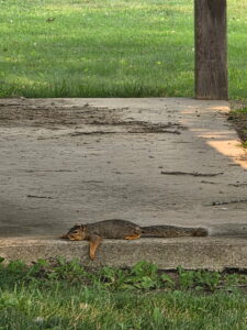 A photo of a tired squirrel.